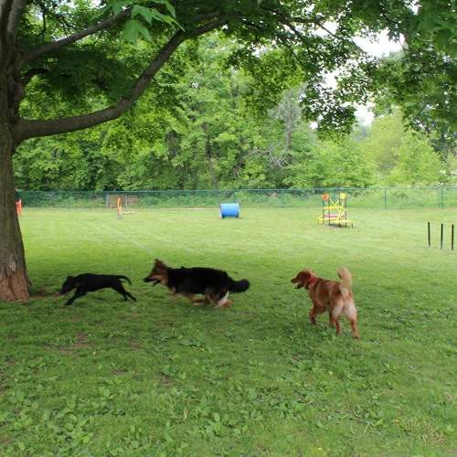 a couple of dogs are running around in the Dog Fenced area at Rising Spirit Rv Park